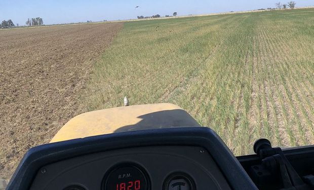 “Ya se tomó la decisión": tras 6 meses sin lluvias, se empezarán a secar lotes de trigo para sembrarlos con soja