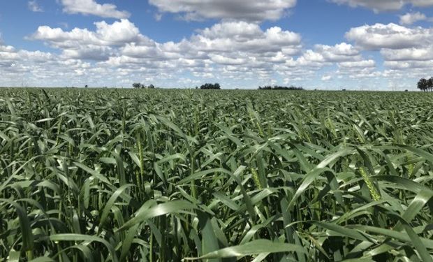 El clima para el trigo: situación actual de napas luego de las lluvias