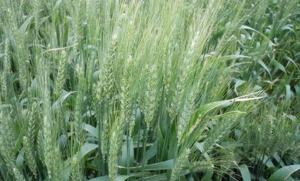 Riesgo climático y político: los tres escenarios posibles para la cosecha de trigo