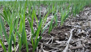 Se agrava el escenario de déficit hídrico para el trigo: más del 50% del área necesita lluvias