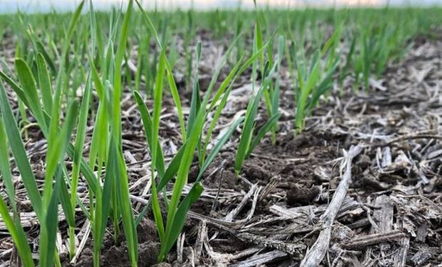 Se agrava el escenario de déficit hídrico para el trigo: más del 50% del área necesita lluvias