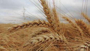 Trigo: las lluvias se concentran sobre las regiones que resta sembrar