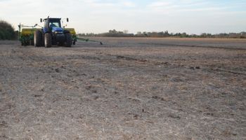 El trigo da revancha: proyectan una siembra récord en la zona núcleo