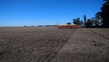 Durante la última semana se implantaron 700 mil hectareas de trigo