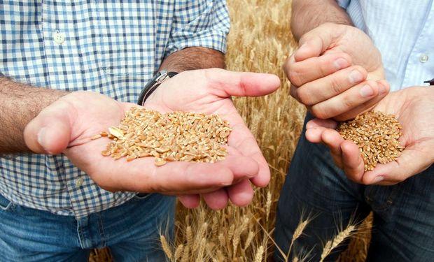 El temor a una caída en la oferta global dejó fuertes subas para el precio del trigo