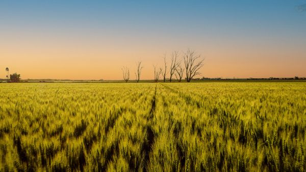 trigo timac agro