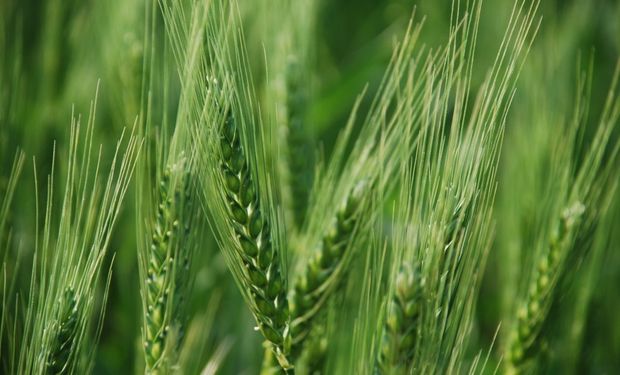Se encarecieron los insumos y la relación con el trigo cayó a niveles de abril de 2020