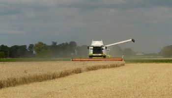 Exportación y molinos ya compraron un cuarto del trigo nuevo