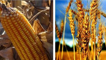 USDA: se revirtió el mercado y los cereales caen