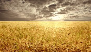 Esperan que se regularicen las lluvias en la primavera en el centro y norte del país