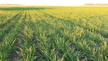 Cae hasta un 50 % el rinde potencial del trigo: a la falta de lluvias y las heladas se suman las plagas