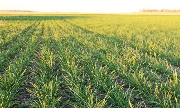 Cae hasta un 50 % el rinde potencial del trigo: a la falta de lluvias y las heladas se suman las plagas