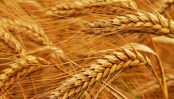 Brasil le compra a EEUU el trigo que Argentina no le vende