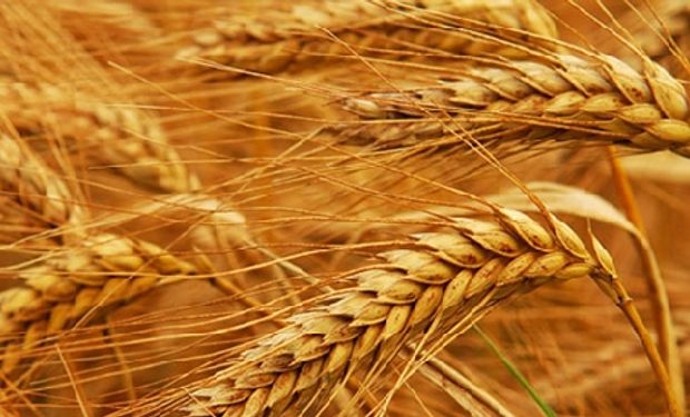 Brasil le compra a EEUU el trigo que Argentina no le vende