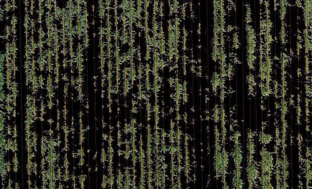 Surcos: el secreto que incrementa el rinde del trigo en 250 kg/ha