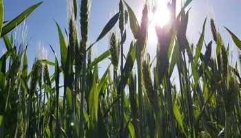 Sólo el trigo logra mantener la tendencia alcista