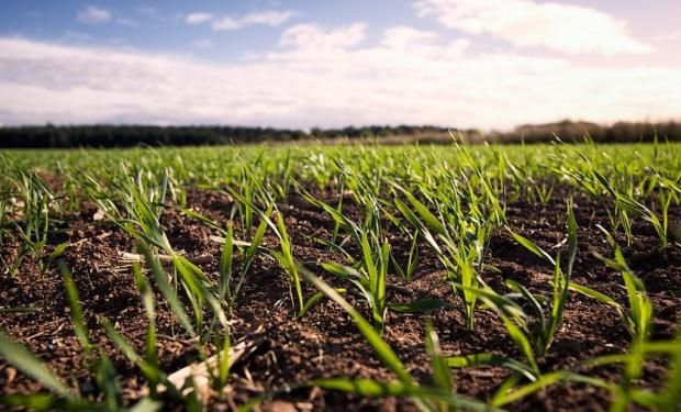 La falta de lluvias y la llegada de La Niña ponen en jaque a la producción del NEA