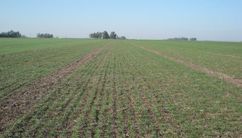 Alerta de ruralistas por la sequía en La Pampa