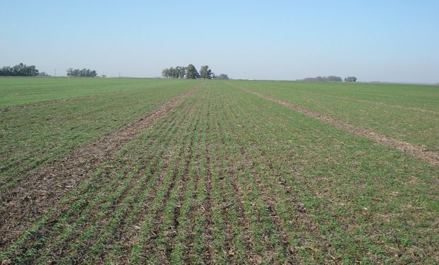 Alerta de ruralistas por la sequía en La Pampa