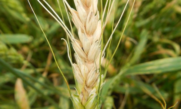 Las semillas contaminadas pueden afectar la germinación.