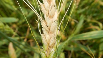 Trigo y cebada: a protegerlos desde la semilla
