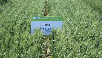 Aapresid fijó su postura en relación a la aprobación del trigo HB4 resistente a sequía