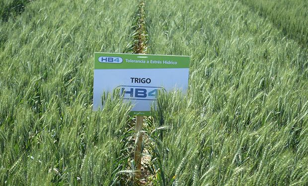 Aapresid fijó su postura en relación a la aprobación del trigo HB4 resistente a sequía
