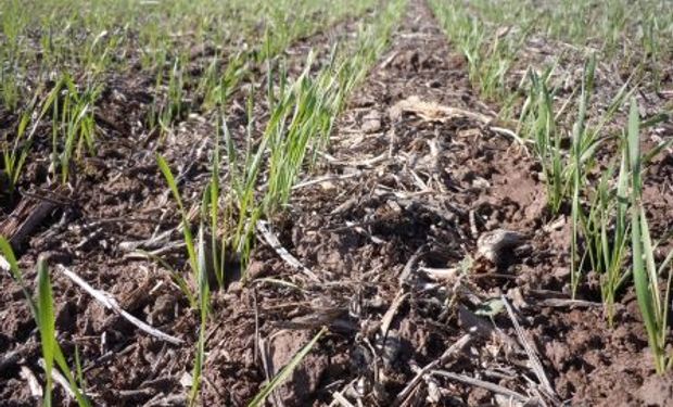 Hablan ya de pérdidas en trigo por falta de agua