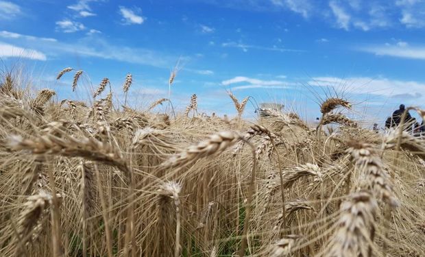 Más de 500.000 hectáreas de trigo estarían perdidas en la zona núcleo