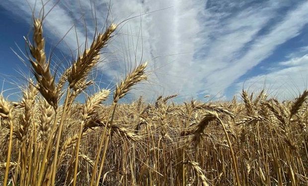 El déficit hídrico avanza en lotes de trigo del sur de Buenos Aires