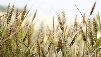 La empresa Lagomarsino volvió a elegir ucrop.it para verificar producción sustentable de trigo