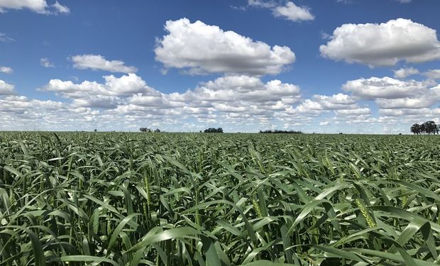 Sin lluvias y temperaturas elevadas, las reservas de humedad disminuyeron en zona núcleo