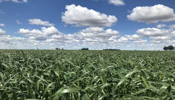 El trigo deberá afrontar un patrón seco a pesar de las últimas lluvias