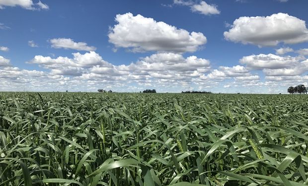 El trigo deberá afrontar un patrón seco a pesar de las últimas lluvias