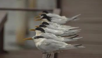 Espírito Santo faz abate preventivo de aves silvestres após casos de gripe aviária