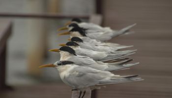 Brasil detecta primeiros casos de gripe aviária em aves silvestres no Espírito Santo