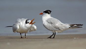Mapa confirma novos casos de gripe aviária em aves silvestres