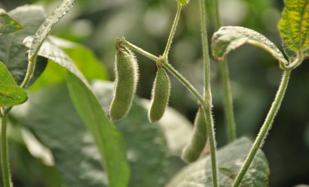 Trips y arañuelas: cómo combatir las plagas que acechan a la soja en plena sequía