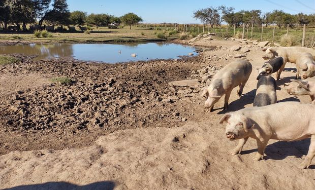 Por un brote de triquinosis, envían a 150 cerdos a faena en Córdoba