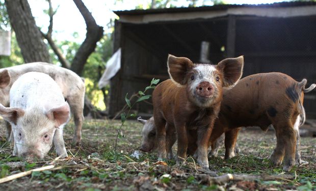 Triquinosis: estudian la evolución de la enfermedad endémica en Argentina