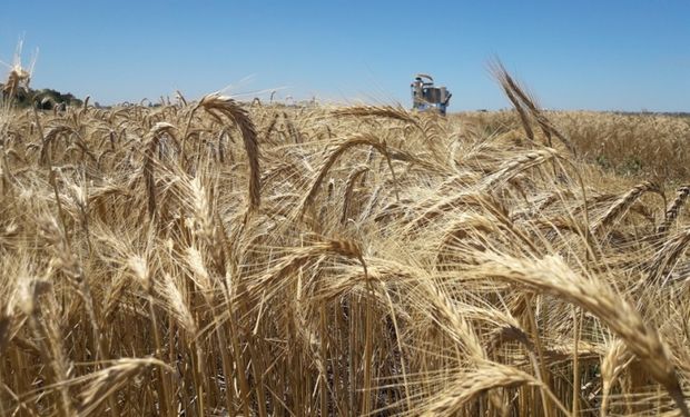 INTA inscribió tres variedades de triticale forrajero: características y ventajas que combinan “calidad y rusticidad”