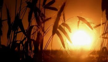 Frío y seco, las condiciones que complican al suelo: qué dice el pronóstico para el agro