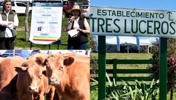 Manejan un campo de 530 vientres y triplicaron el índice de preñez: cómo lo lograron