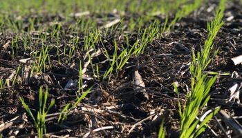 El trigo muestra mejoras a pesar de las lluvias escasas en la zona núcleo
