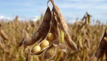 Soja, trigo y maíz: qué pasó con los precios en el mercado de Rosario y  en Chicago 
