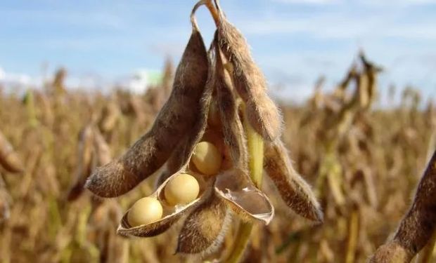 Soja, trigo y maíz: qué pasó con los precios en el mercado de Rosario y  en Chicago 