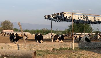 Lechería extra pampeana: cómo y por qué es un ejemplo la producción láctea tucumana