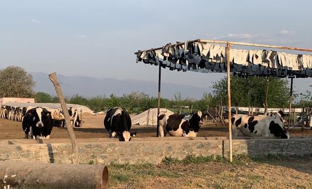 Lechería extra pampeana: cómo y por qué es un ejemplo la producción láctea tucumana