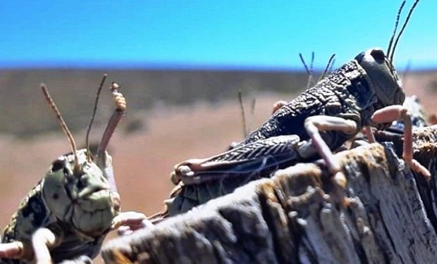 Declaran la emergencia agropecuaria en Chubut por el avance de la tucura