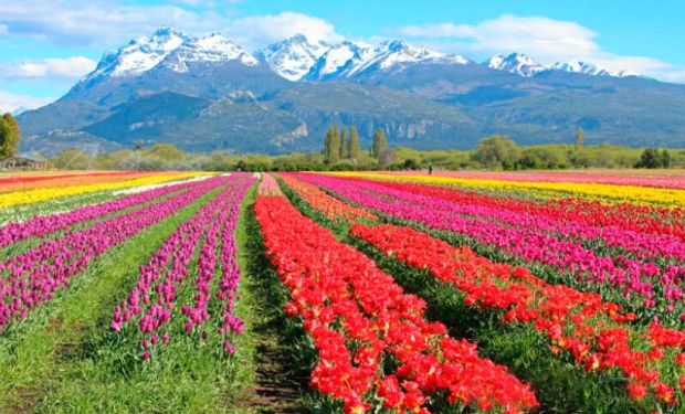 Los tulipanes, una postal única en el país y en el mundo